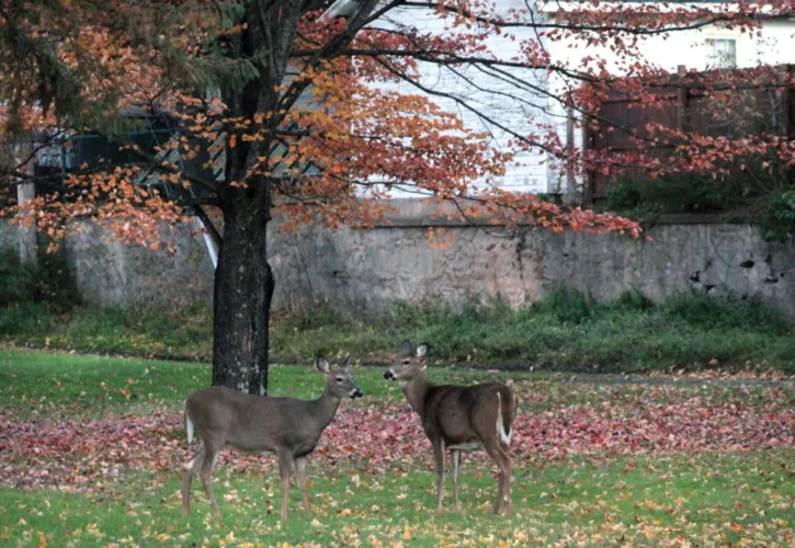 IM again turns to archery hunt to cull city deer herd